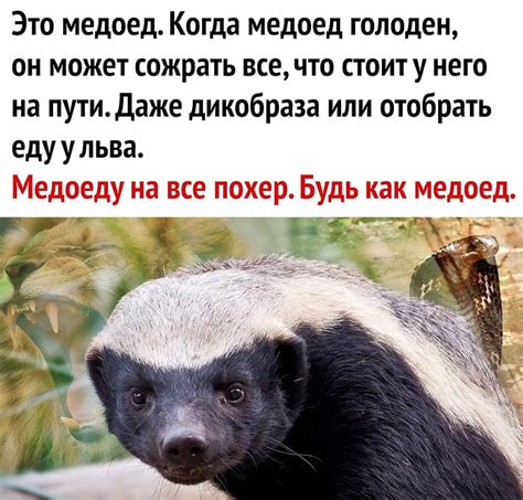 Ответ на загадку: почему медоед не умирает от яда