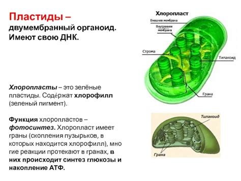 Открытие хлоропластов в растительной клетке