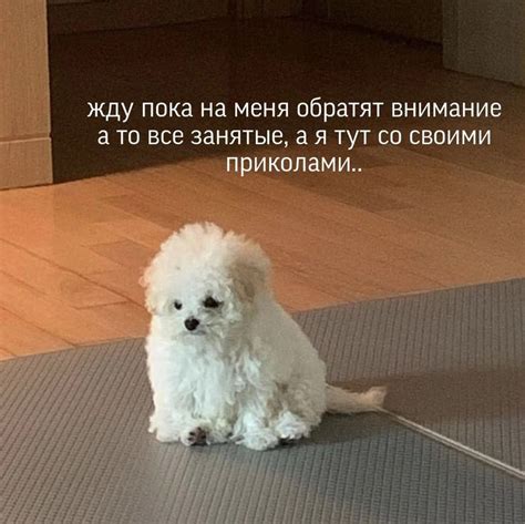 Откуда берутся собачки-мемы: основные источники