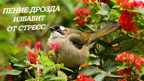 Откуда теплота в душе: почему осенние крики дроздов согревают