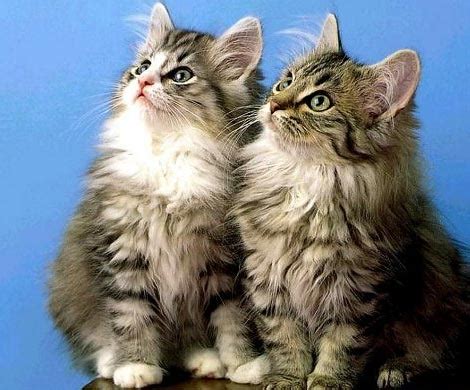 Отличие между котами и кошками во время вязки