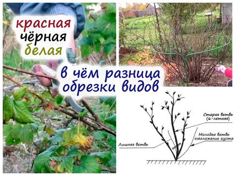 Отличия белой и красной смородины