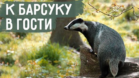 Отношение к барсуку в мусульманском мире