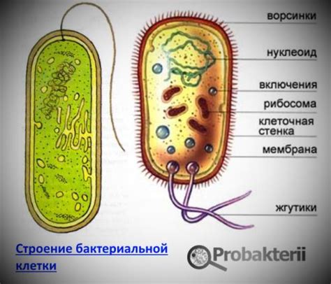 Очищение от поверхностных бактерий
