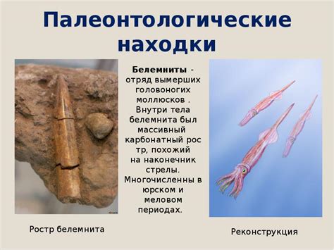 Палеонтологические находки и реконструкция рода Homo