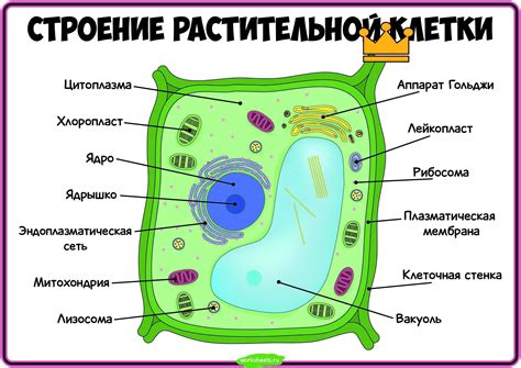 Первые наблюдения растительной клетки