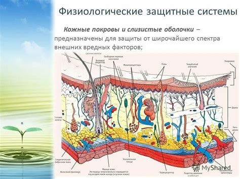 Первый фактор: защитная оболочка организма