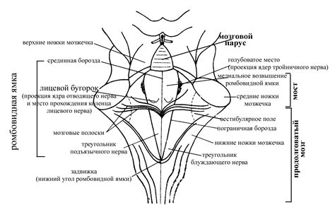 Перебежчики нервов