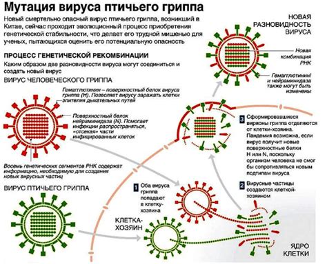 Перегрузка витамином Е: последствия и механизмы возникновения
