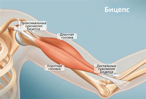 Переутомление мышц локтевого сустава