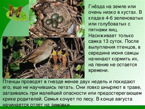 Период вылупления воробьев и его вариации