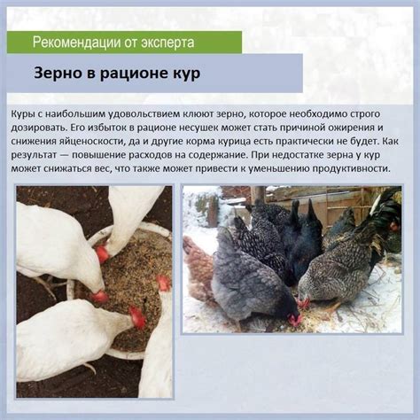 Питательная ценность лука для кур