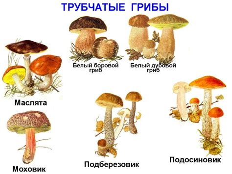 Питательные грибы и их особенности