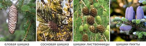 Плотность шишек ладана