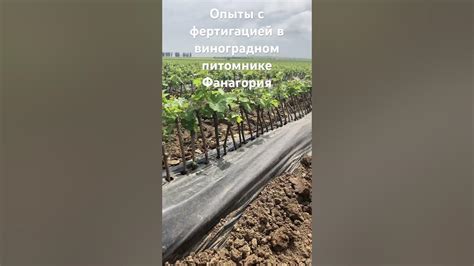 Плохое качество саженцев