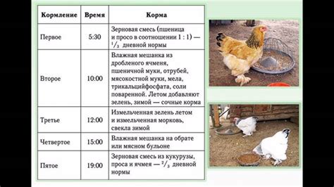 Плюсы и минусы кормления куриц отходами раков