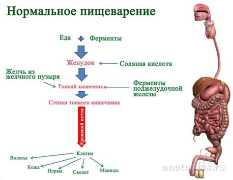 Повышение объема газов: как поза влияет на процесс пищеварения