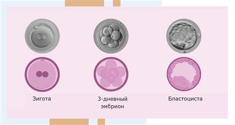 Повышение успешности переноса эмбрионов