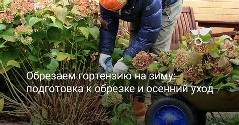 Подготовка к зимней обрезке физалиса