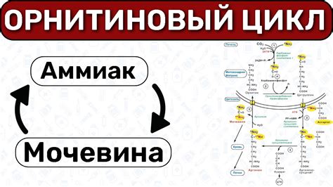 Поддержание азотного баланса