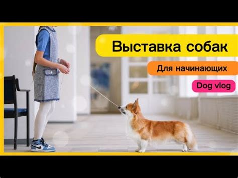 Подтверждение статуса среди собак