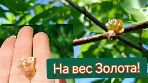 Полезные свойства для дерева