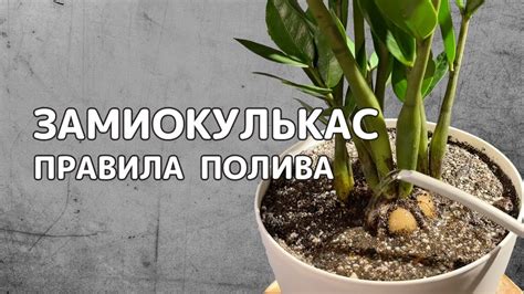 Полив замиокулькаса: важные моменты