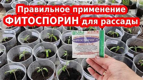 Положительное влияние смешивания фитоспорина с марганцовкой