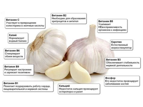 Польза замачивания чеснока