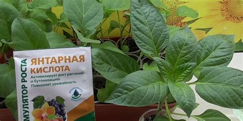 Польза янтарной кислоты для замиокулькаса