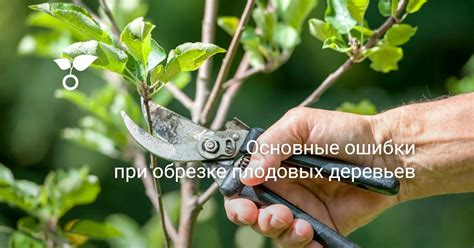 Популярные ошибки при обрезке дубков