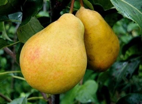 Популярные сорта груш, совместимые с туей