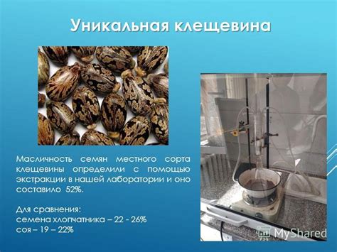 Последствия прикрепления семян клещевины к человеку
