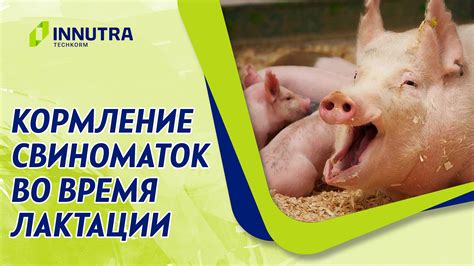 Потенциальные риски употребления тушенки во время лактации