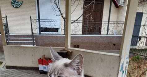 Потерянный кот: вероятность возвращения через месяц