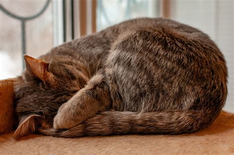 Почему коты прячут нос в руку хозяина