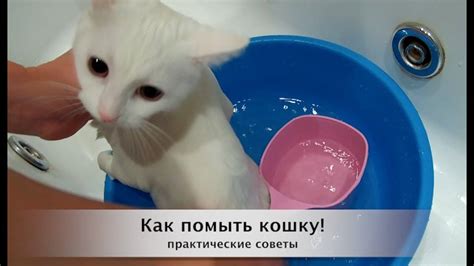 Правила мытья кота хозяйственным мылом