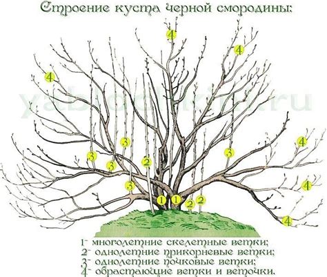 Правила обрезки хмеля при наличии болезней