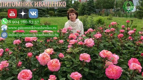 Правильное время для посадки роз