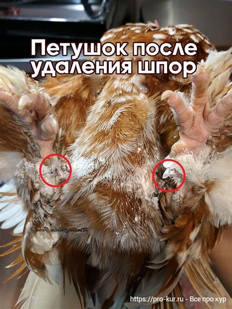 Предотвращение возникновения шпоры у курицы