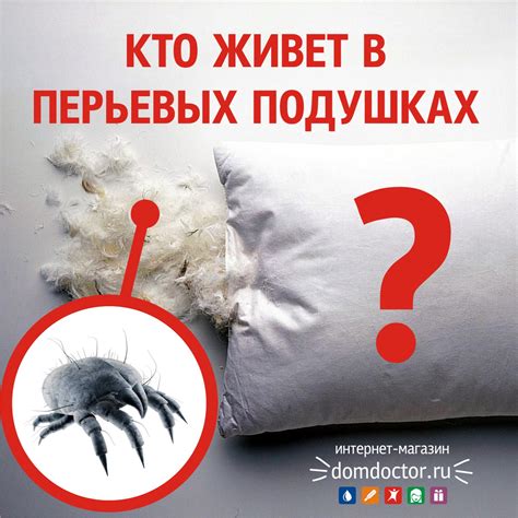 Предотвращение появления клопов в перьевых подушках