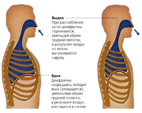 Предупреждение лопания пузырьков при дыхании