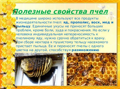 Преимущества разведения пчел в Татарстане: мед, пыльца и другие продукты