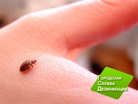 Признаки наличия клопов в перьевых подушках