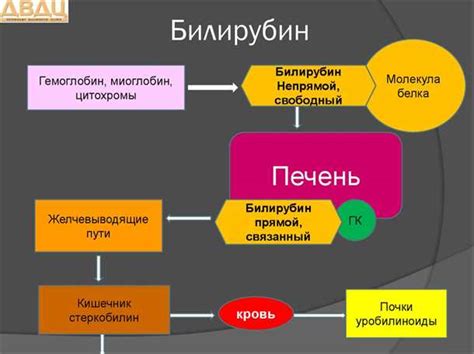 Признаки повышенного уровня билирубина в организме
