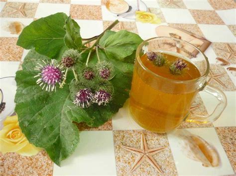 Признаки прогорклого сока лопуха