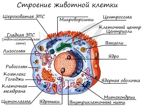 Признание растительной клетки как основной структурной единицы растения