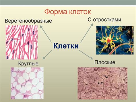 Примеры зародышных клеток