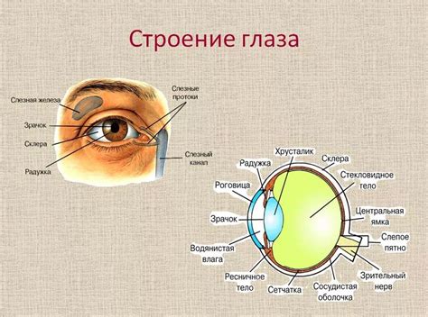 Природные особенности глазной структуры