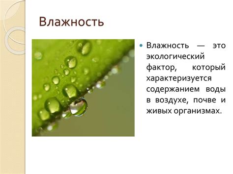 Приспособления мхов к влажной среде